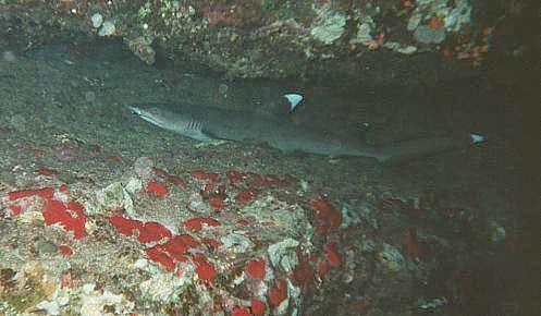 Whitetip Reef Shark, Maui, Hawaii